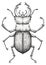 Stag beetle tattoo art. Lucanus cervus. Dot work tattoo. Insect. Symbol of authority, strength, power and nobility.