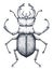 Stag beetle tattoo art. Lucanus cervus. Dot work tattoo. Insect. Symbol of authority, strength, power and nobility.