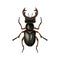 Stag beetle vector