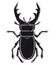Stag beetle vector