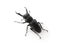 Stag beetle on white background