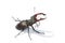 Stag beetle white middle