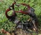 Stag beetles