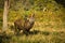 Stag in Bushy Park