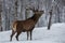 Stag deer calling in forest