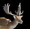 Stag Fallow Deer