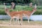 stag fallow deer by river