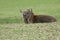 A stag and a female Manchurian Sika Deer, Cervus nippon mantchuricus, resting in a field.