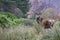 Stag, Glencoe