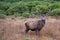 Stag, Glencoe