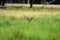 Stag in grass