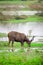 Stag grazing grass in the marshes in Yala national park, Majestic male Sri Lankan sambar deer side view, beautiful natural habitat