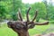 Stag-headed male deer stag natural background