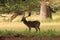 Stag at Holkham Hall