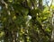 Stag Horn Ferns Australian Forest