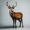 Stag With Large Antlers: A Critique Of Consumer Culture