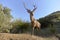 Stag male with large antler in the Sierras de las Nieves, Malaga