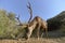 Stag male with large antler in the Sierras de las Nieves, Malaga