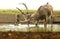 A stag Milu Deer, also known as PÃ©re David`s Elaphurus davidianus standing in water. It is fighting with a branch in the water t