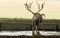 A stag Milu Deer, also known as PÃ©re David`s Elaphurus davidianus standing in water. It has been digging up the mud in the lake