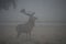 Stag in the mist