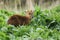 A stag Muntjac Deer, Muntiacus reevesi, feeding on the leaves of Comfrey plants growing in the wild along the bank of a river in t