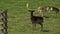 Stag running across a field fallow deer