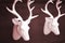 Stag\'s head antlers on wall