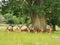 Stag& x27;s relaxing under giant oak tree at fountains Abby national park