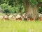 Stag& x27;s relaxing under giant oak tree at fountains Abby national park