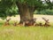 Stag& x27;s relaxing under giant oak tree at fountains Abby national park