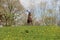 The Stag Sculpture, Cothay Manor Gardens, Somerset, UK