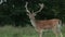 Stag standing center frame in woods