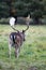 A stag walking away at Charlecote Park