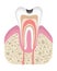 Stage of caries development. Tooth structure in flat style. Tooth decay with enamel. Dental disease realistic vector