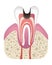 Stage of caries development. Tooth structure in flat style. Tooth decay with enamel. Dental disease realistic vector