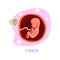 Stage of fetal development. Human anatomy. 3rd month of pregnancy. Vector element for infographic, medical poster or