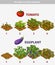 Stage of growth vegetables. Tomato and Eggplant