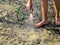 Stage of paving slabs  - pouring granite pavers with water. A barefoot man holds in his hand a garden watering hose and washes