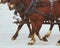 Stagecoach horses