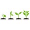 Stages of cultural development. Infographics of tree planting. Concept of evolution. Sprout, plant, tree crop icons