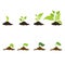 Stages of cultural development, set. Infographics of tree planting. Concept of evolution. Sprout, plant, tree plant