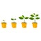 Stages of cultural development in the yellow pot.Infographics of tree planting.Concept of evolution.