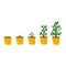 Stages of cultural development in the yellow pot.Infographics of tree planting.Concept of evolution.Sprout,