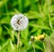 The Stages of Dandelions Life