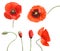 Stages of growing poppies isolated