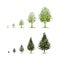 Stages of growing tree for your design