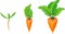 Stages of growth of carrot on white background