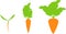 Stages of growth of carrot on white background