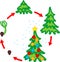 Stages of growth of spruce from seed to Christmas tree with toys